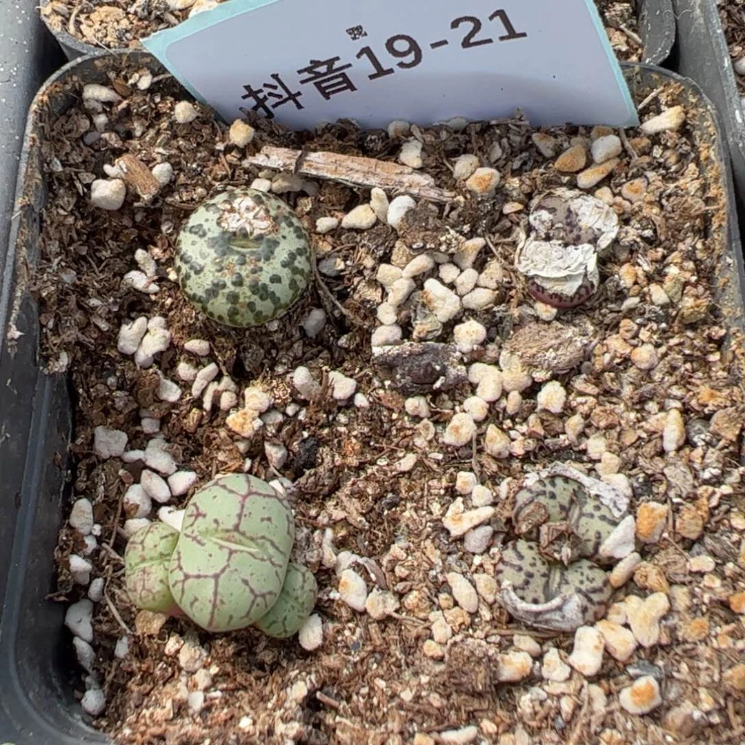 19-21多肉植物，。。，。
