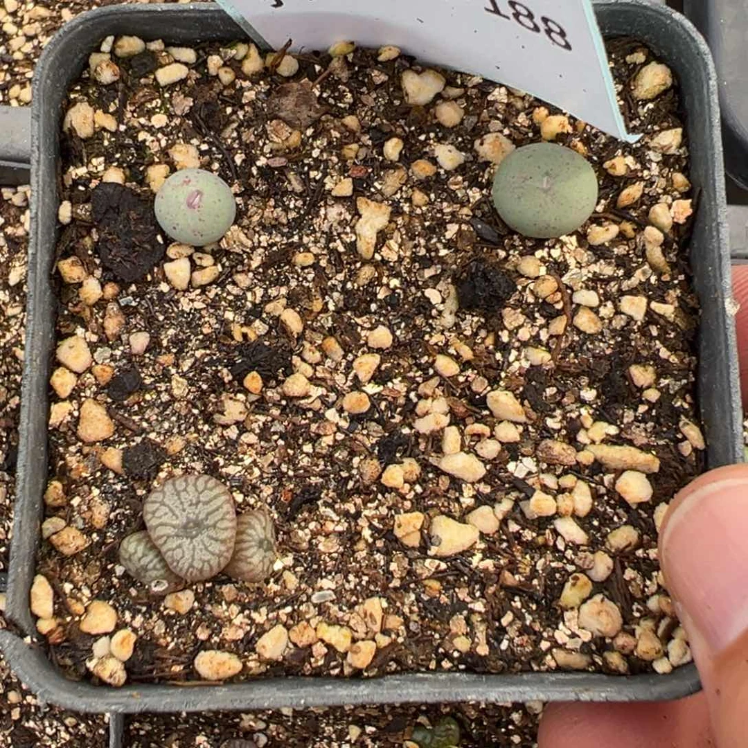 31-188肉锥多肉植物