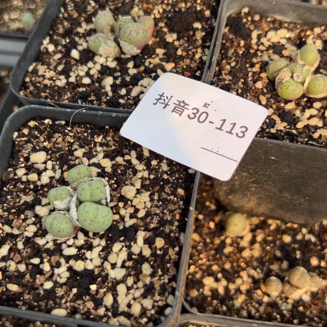 30-113量拍荧光玉一盆