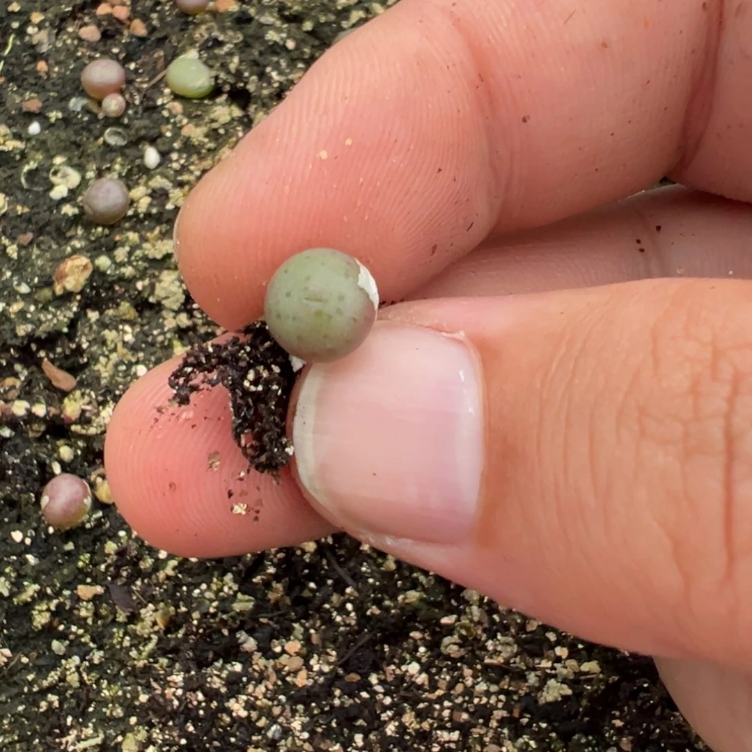 26-90量拍粉花大g一颗