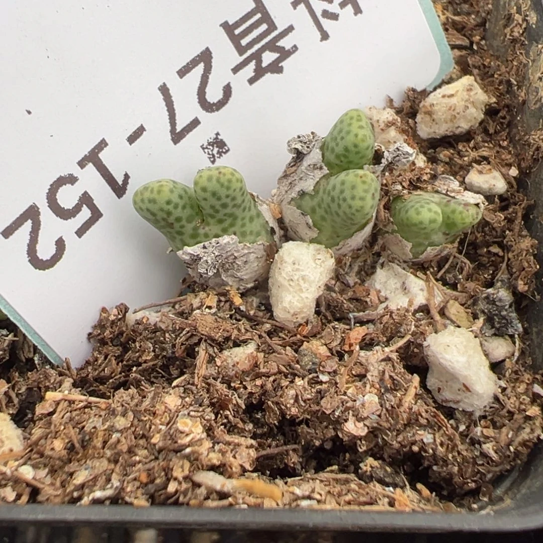 27-152鹿角斑马多肉植物