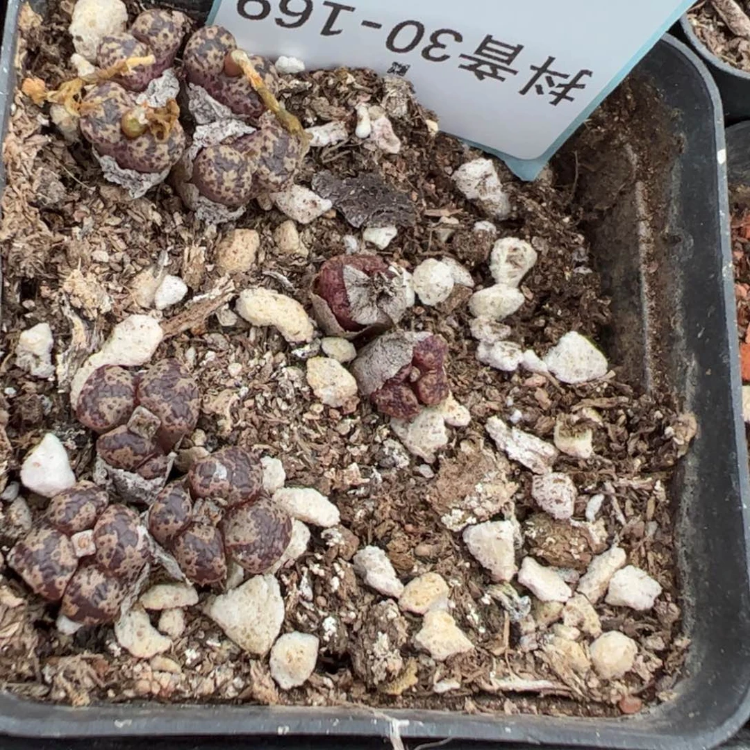 30-169勋章多肉植物，