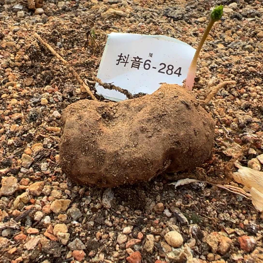 红*狼6-284大毛刷，雾冰玉