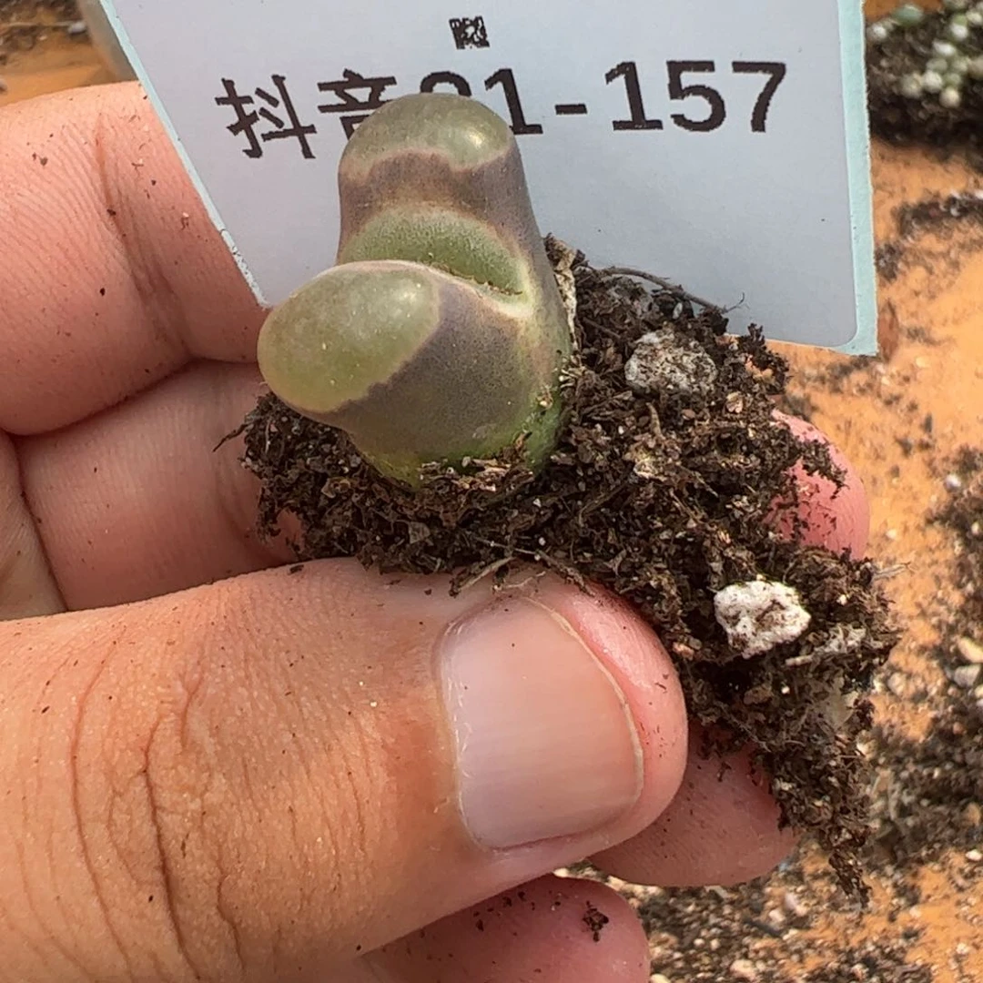 21-157磁铁风铃多肉植物