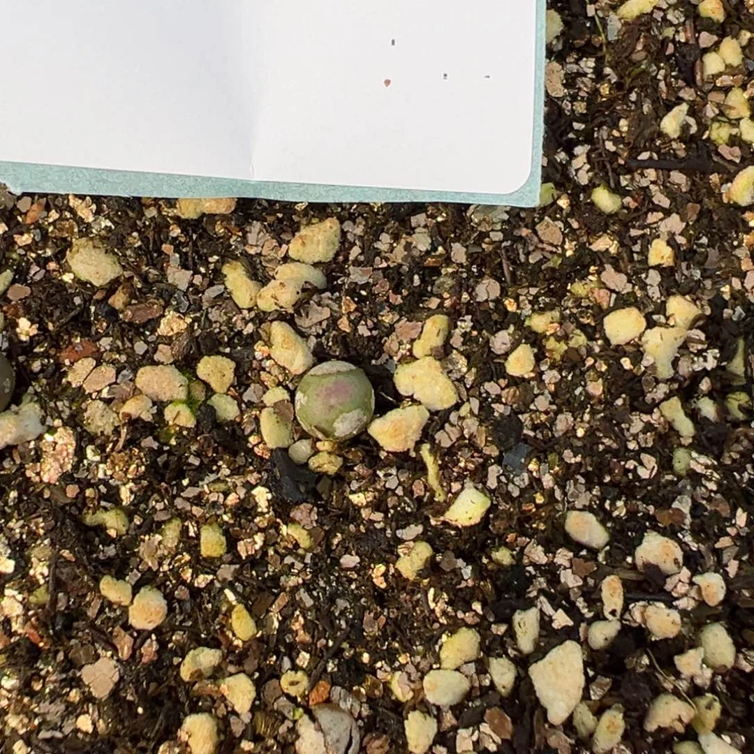 1-07量拍sb1102v嘴小苗一颗，尺寸0.4-0.5