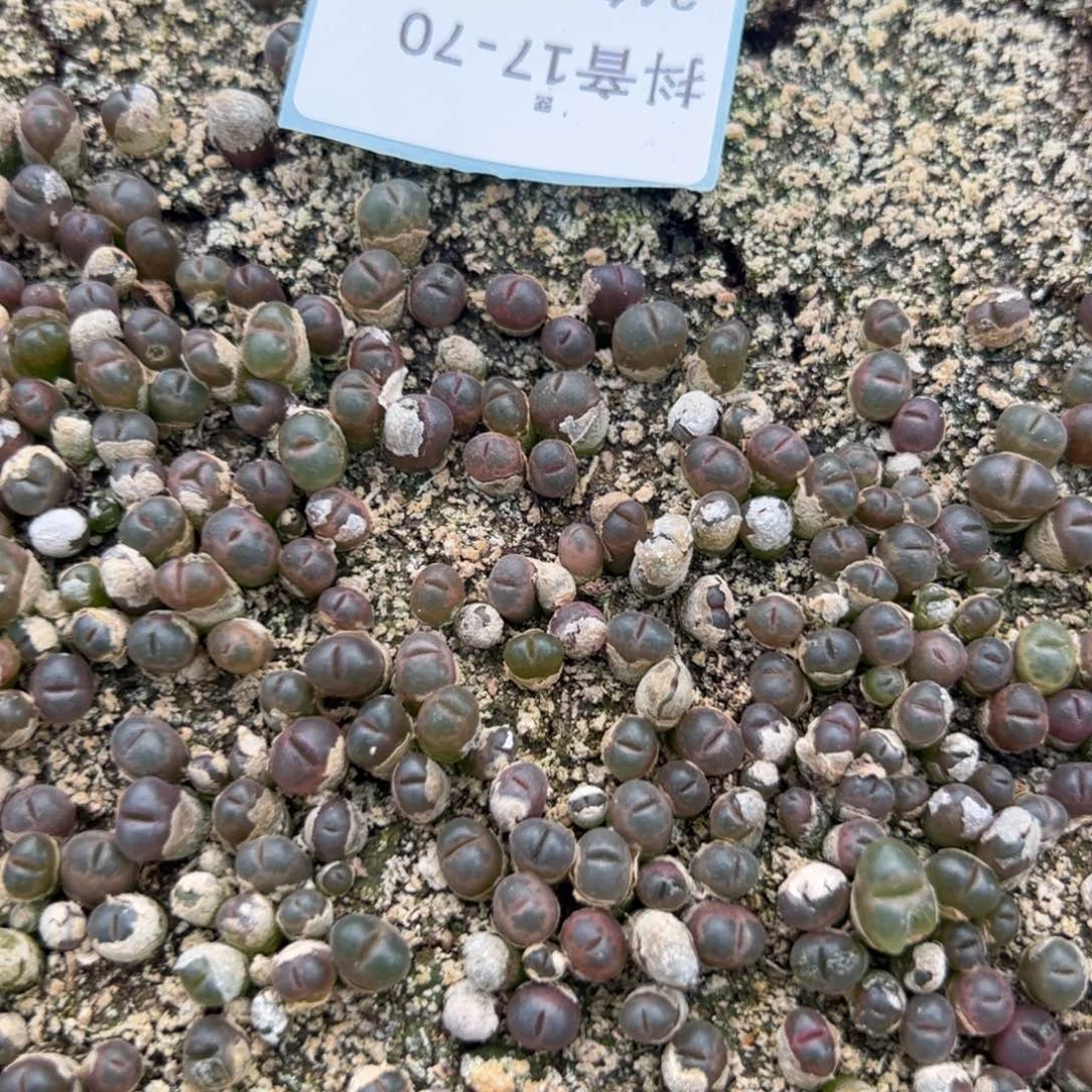 17-70量拍c10小苗15颗，扣块发