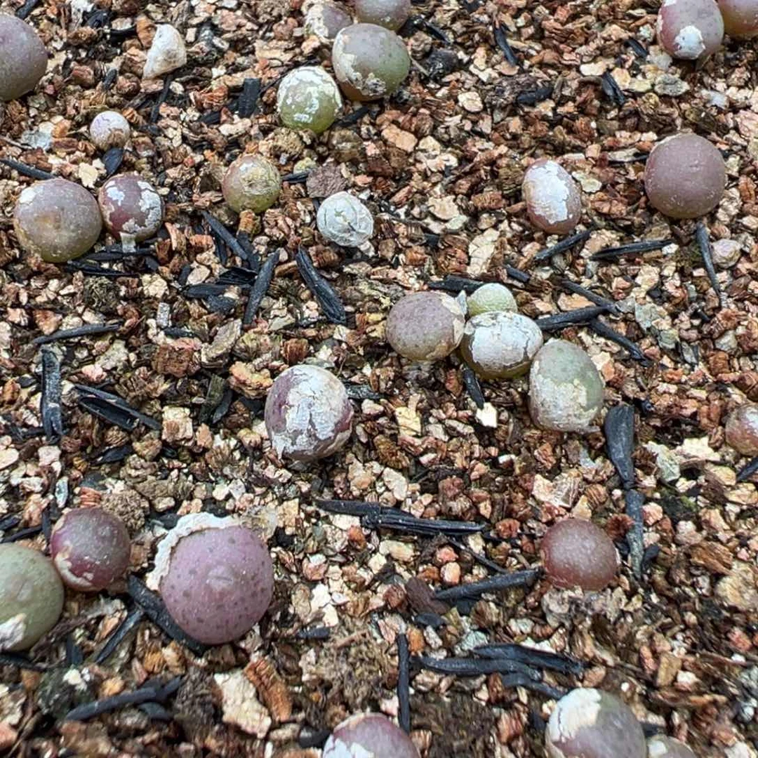 20-57量拍小拳拳一颗，挑粉紫色的发。多肉