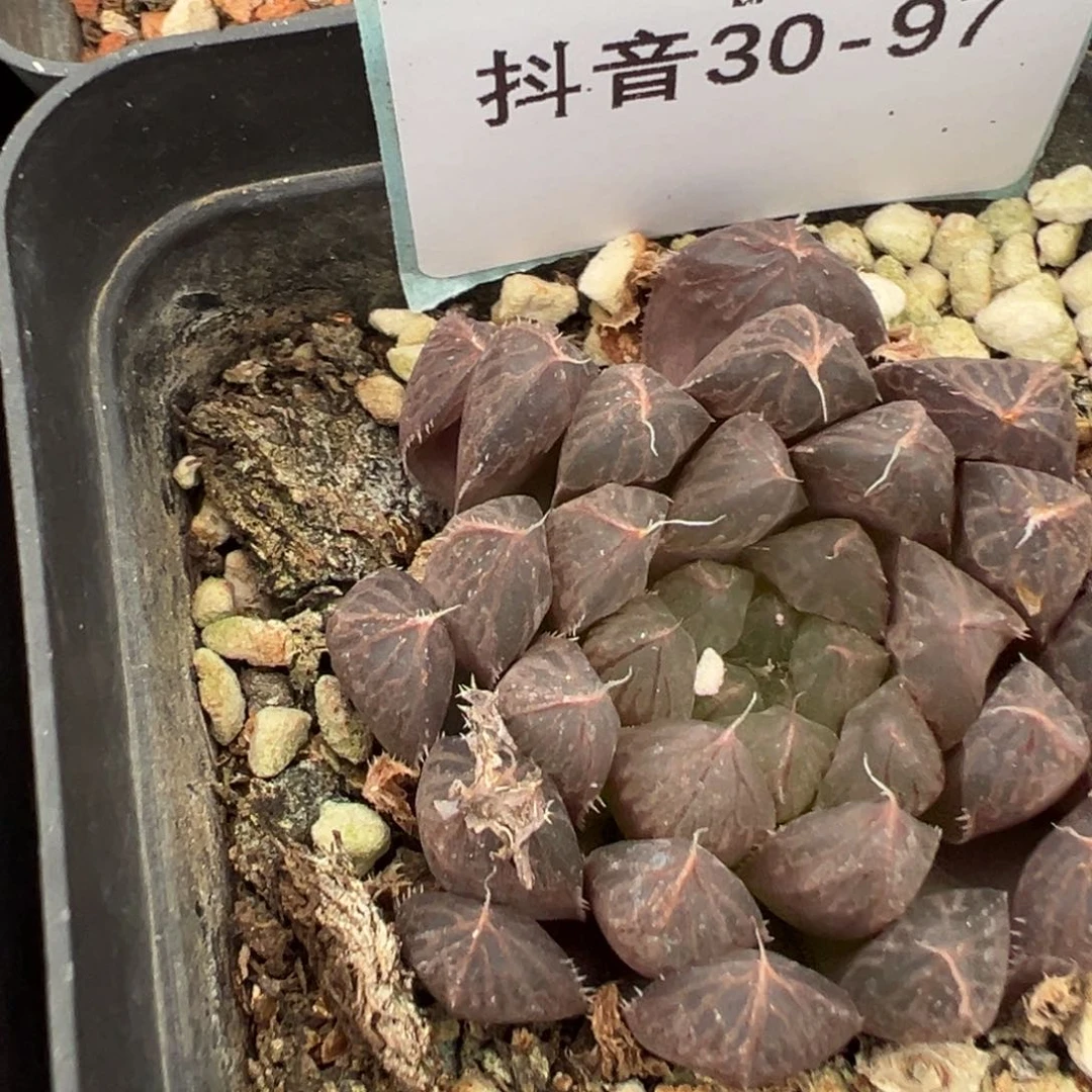 30-97肉锥多肉植物，