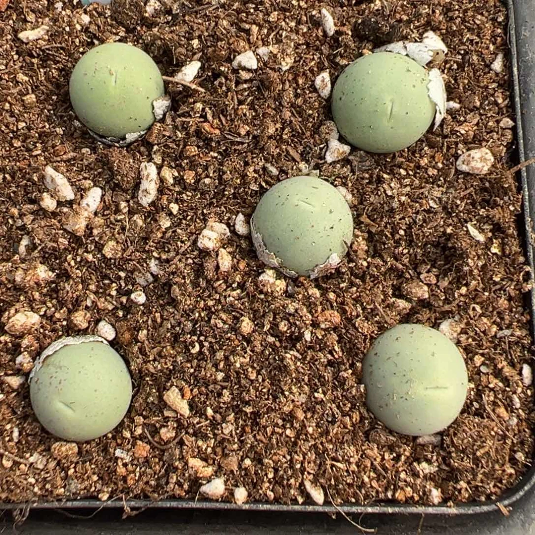 28-38鸽子蛋多肉植物，