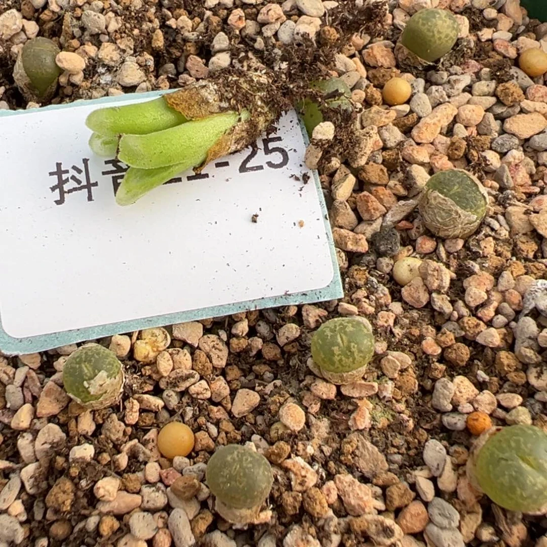 21-25量拍双头冰风铃多肉一颗