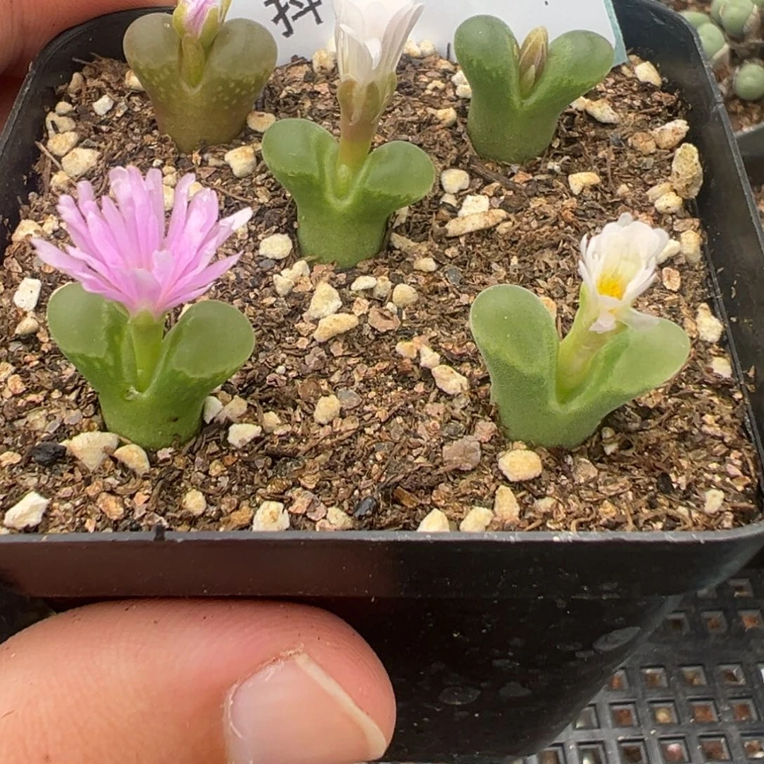 5-18风铃多肉植物，