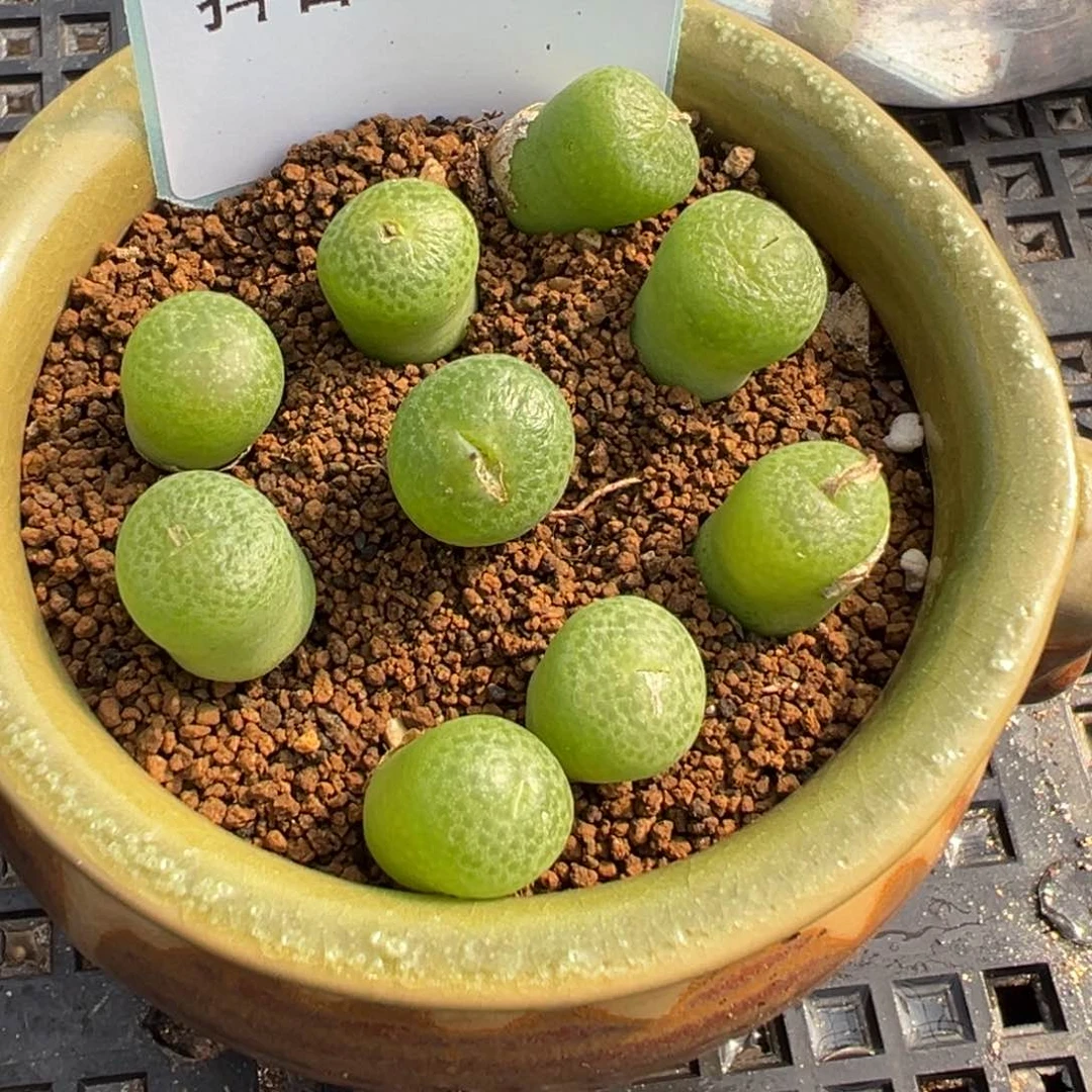 24-187量拍河马肉锥一颗