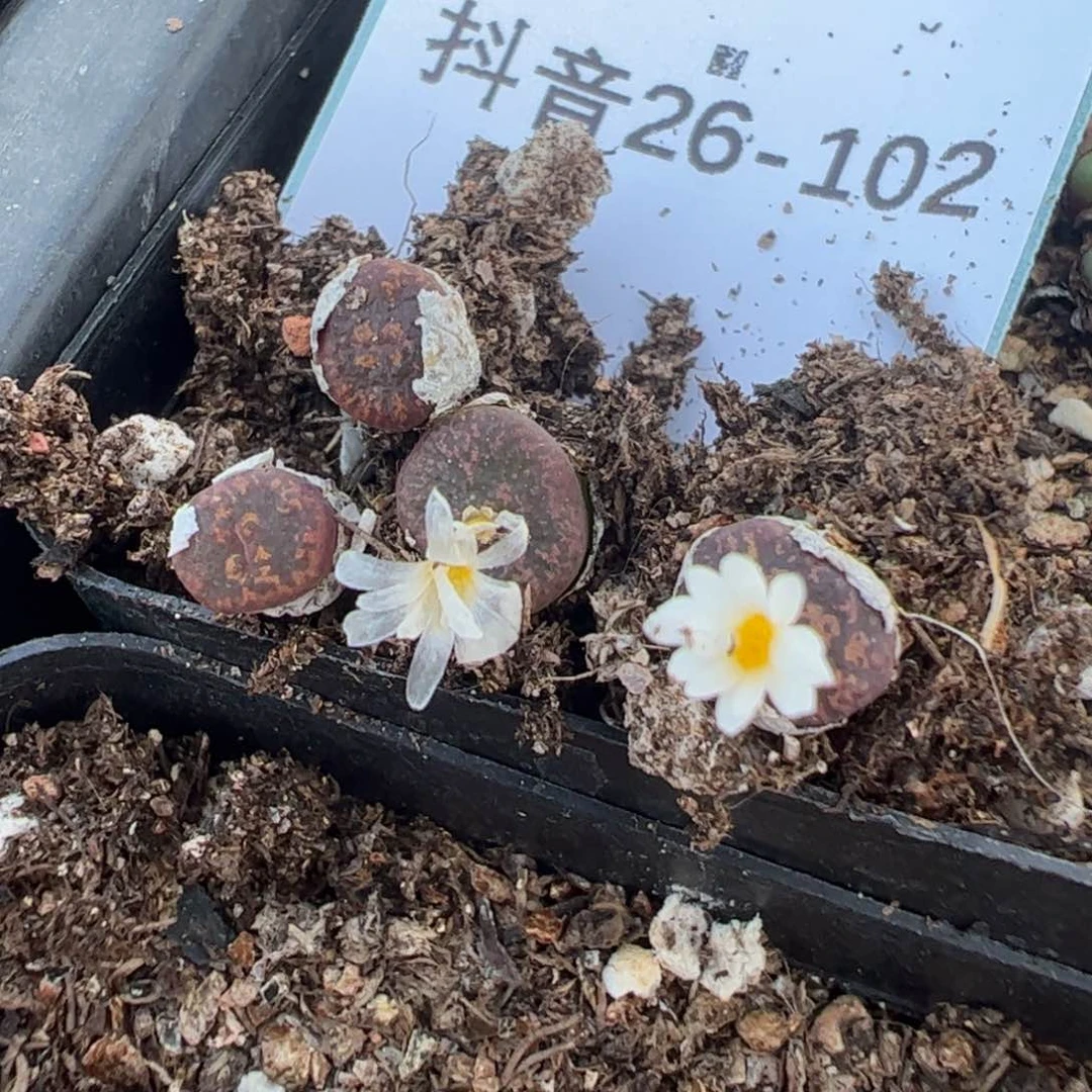 26-102量拍1415.2酒红勋章5颗