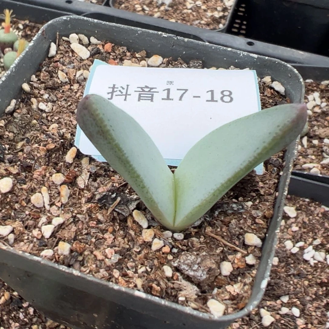 17-18红翔凤多肉植物