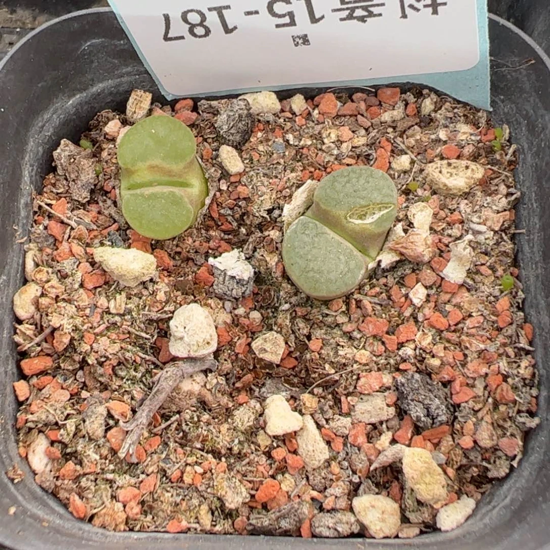 15-187磁铁风铃多肉