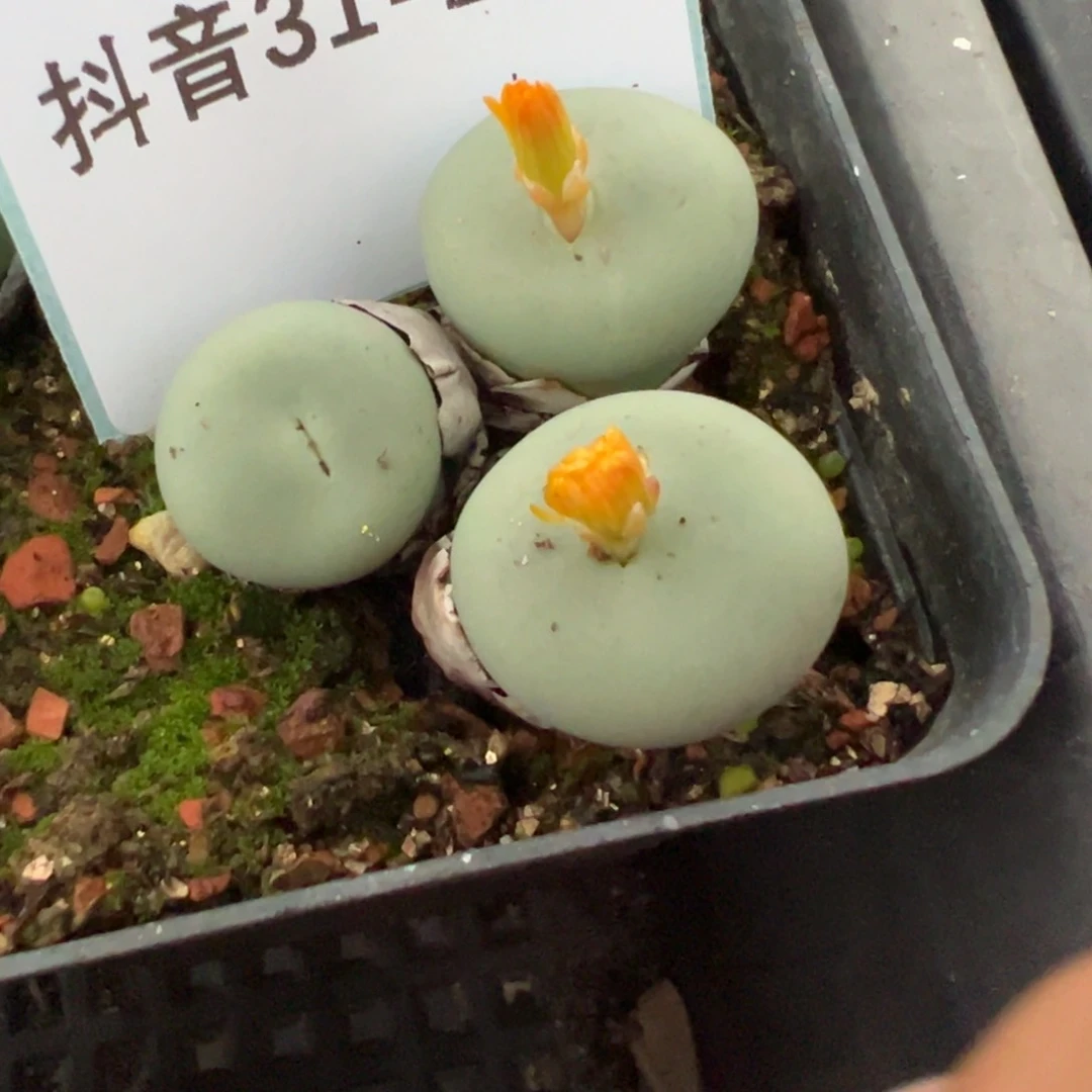 32-110小红嘴多肉植物，