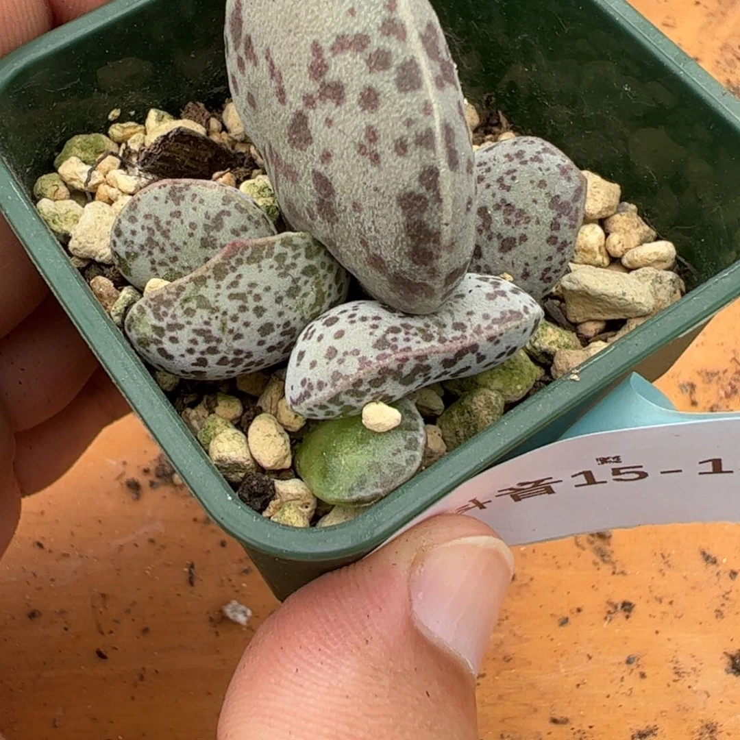 15-155花蛋多肉植物，