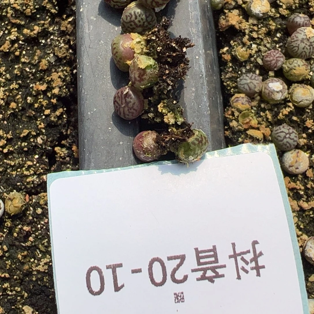20-10量拍超墨一颗