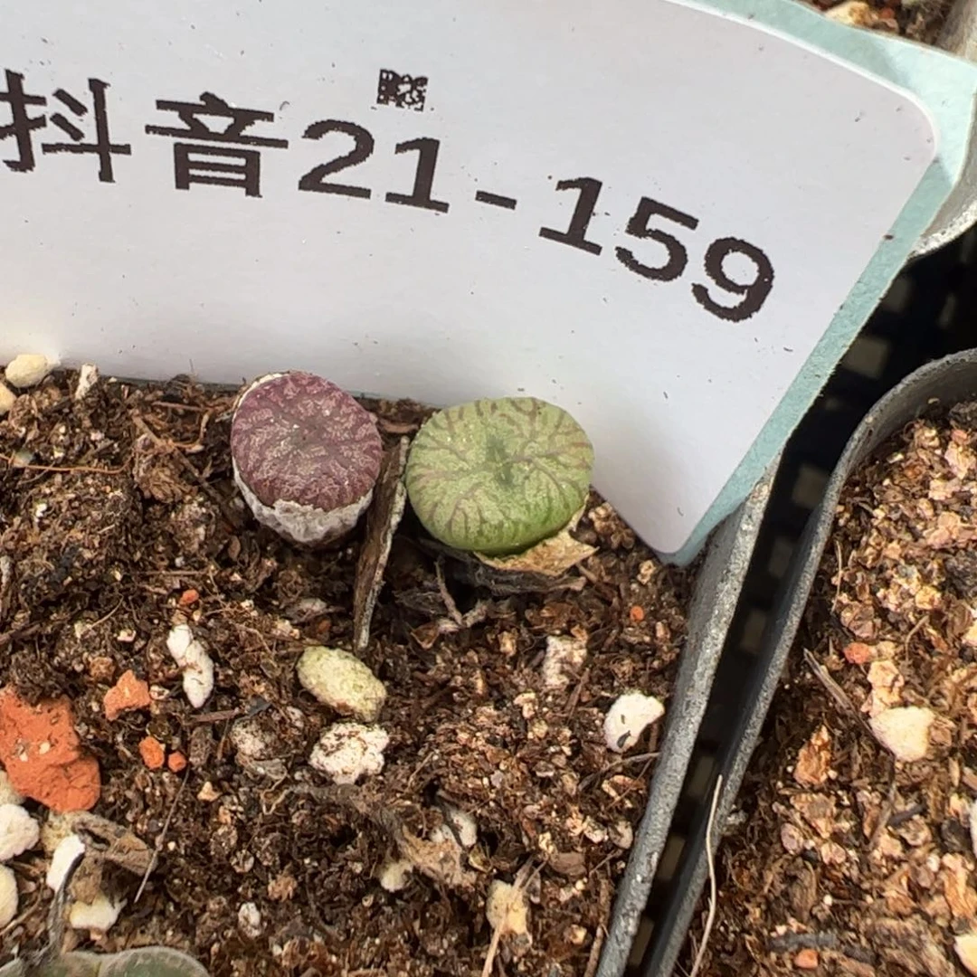 21-159量拍送奶工杂一颗