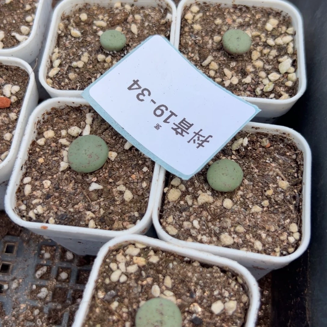 19-34量拍巨饼小苗一颗