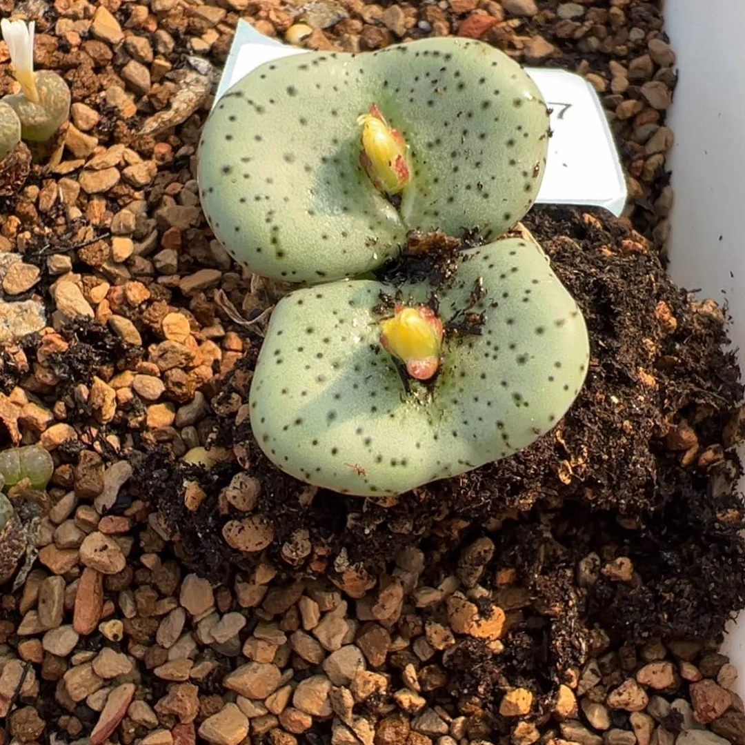 24-167量拍双头荷叶安贞一颗