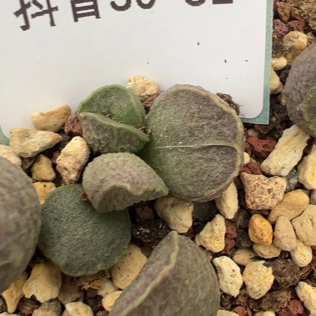 30-31肉锥多肉植物