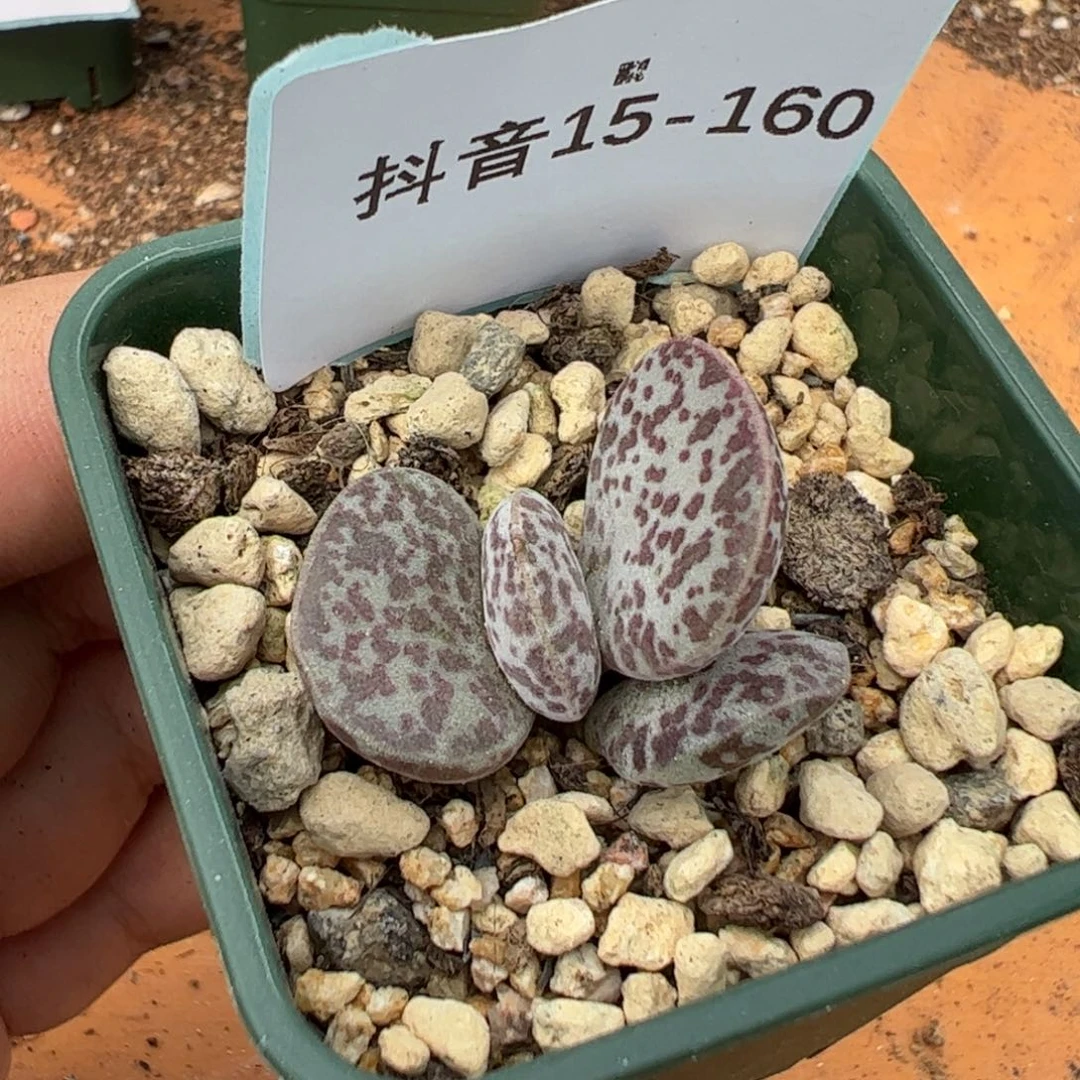 15-160花蛋多肉植物