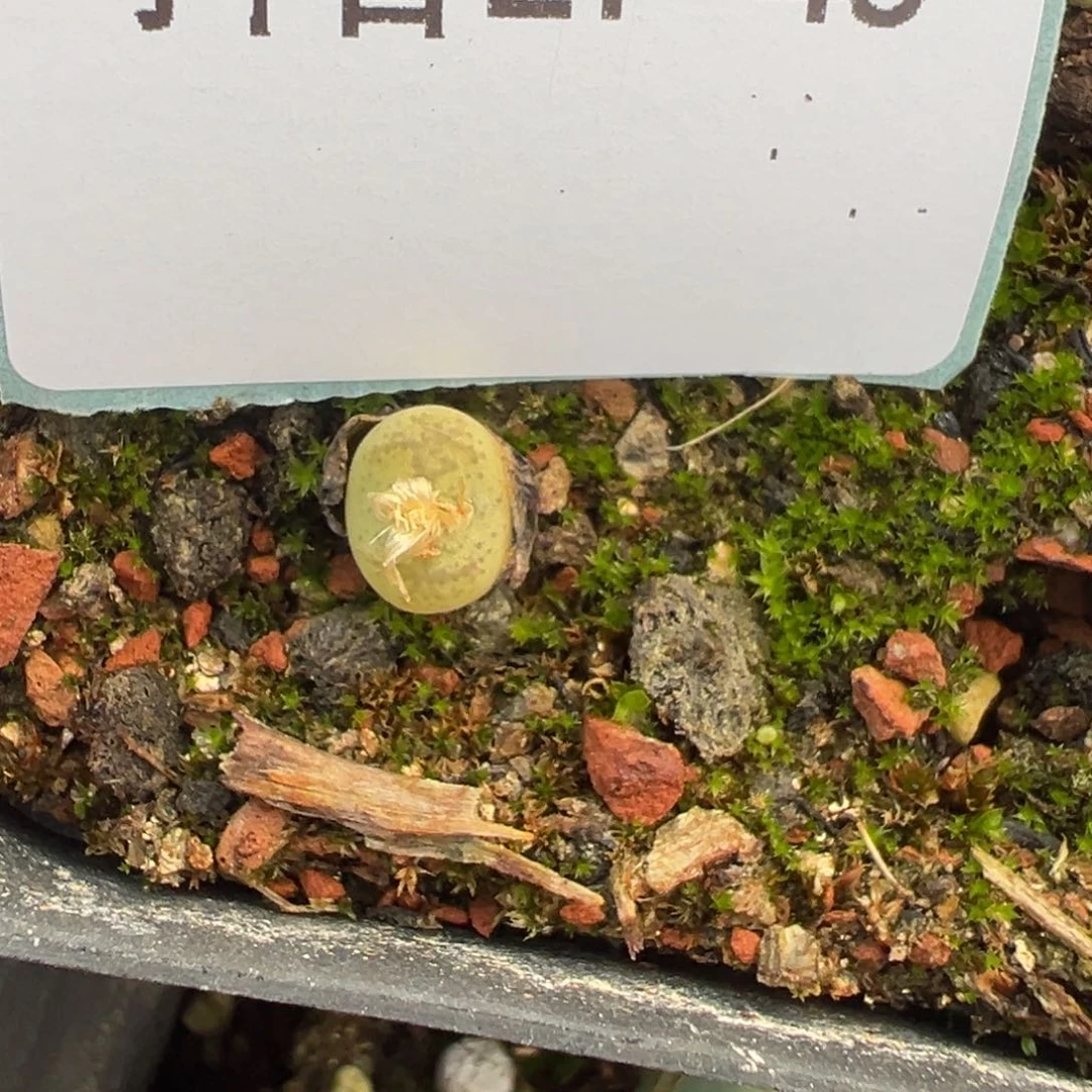 27-45水蜜桃杂多肉植物