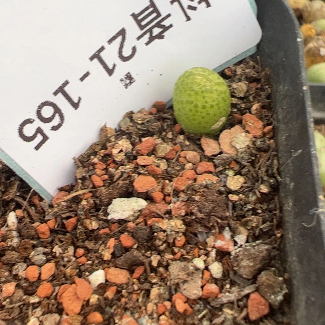 21-165量拍园艺玉米一颗