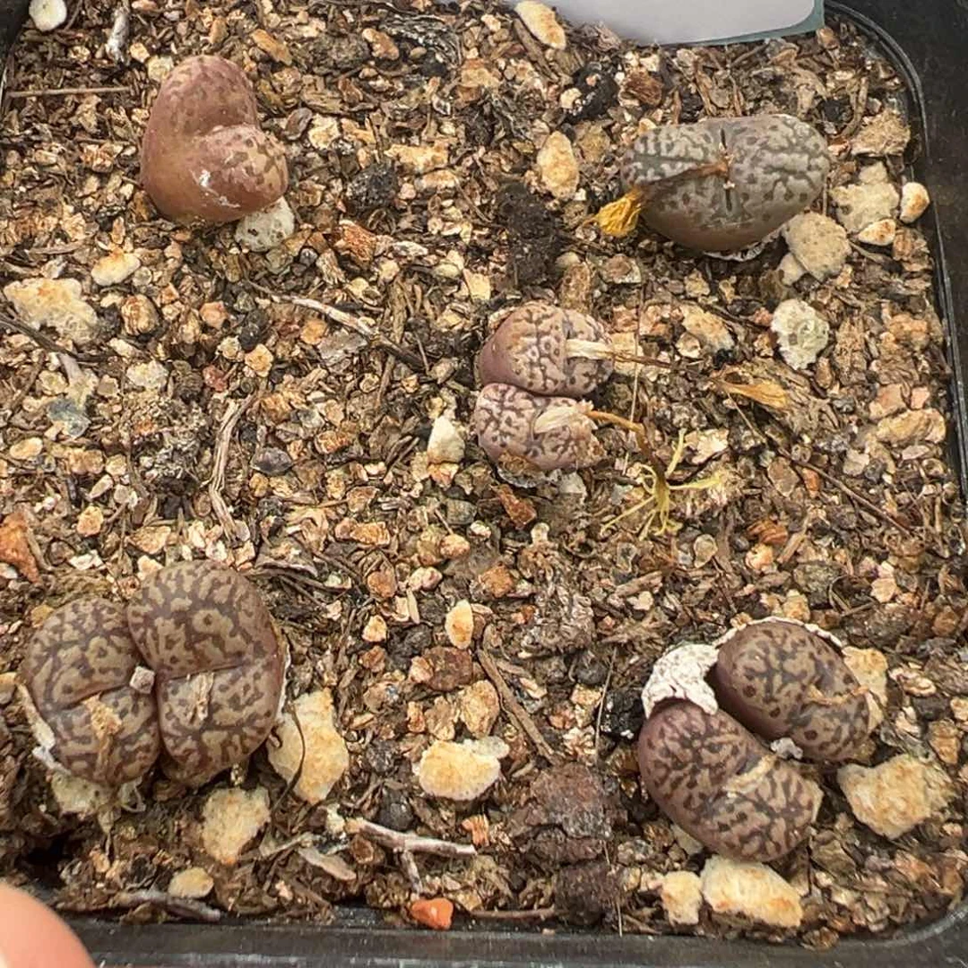 5-13鸟哈尼多肉植物