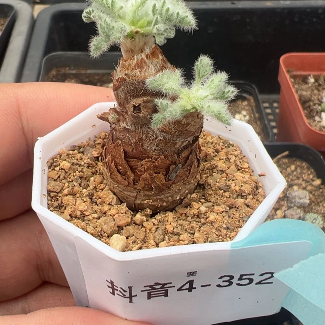 4-352羽叶洋葵多肉植物