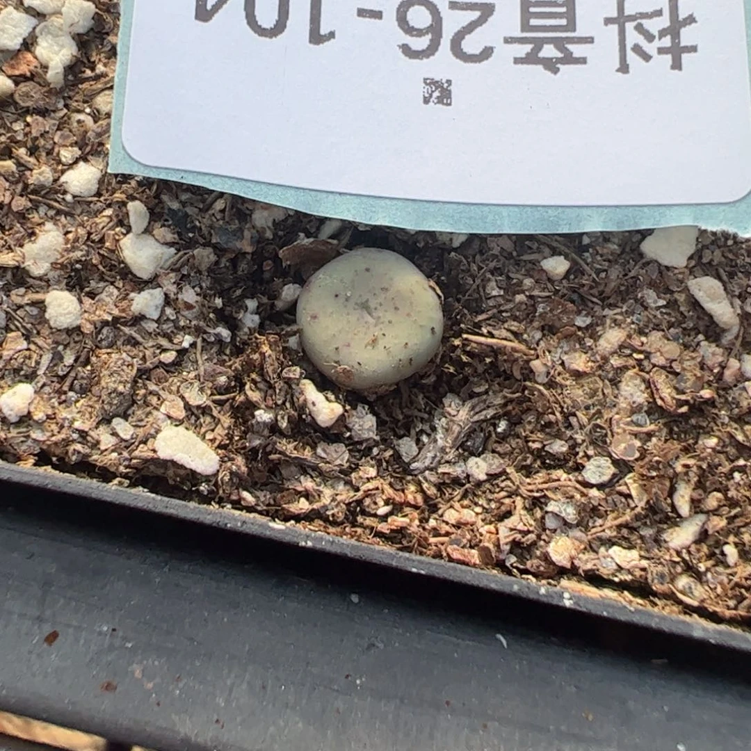 26-104量拍爱心拳拳一颗