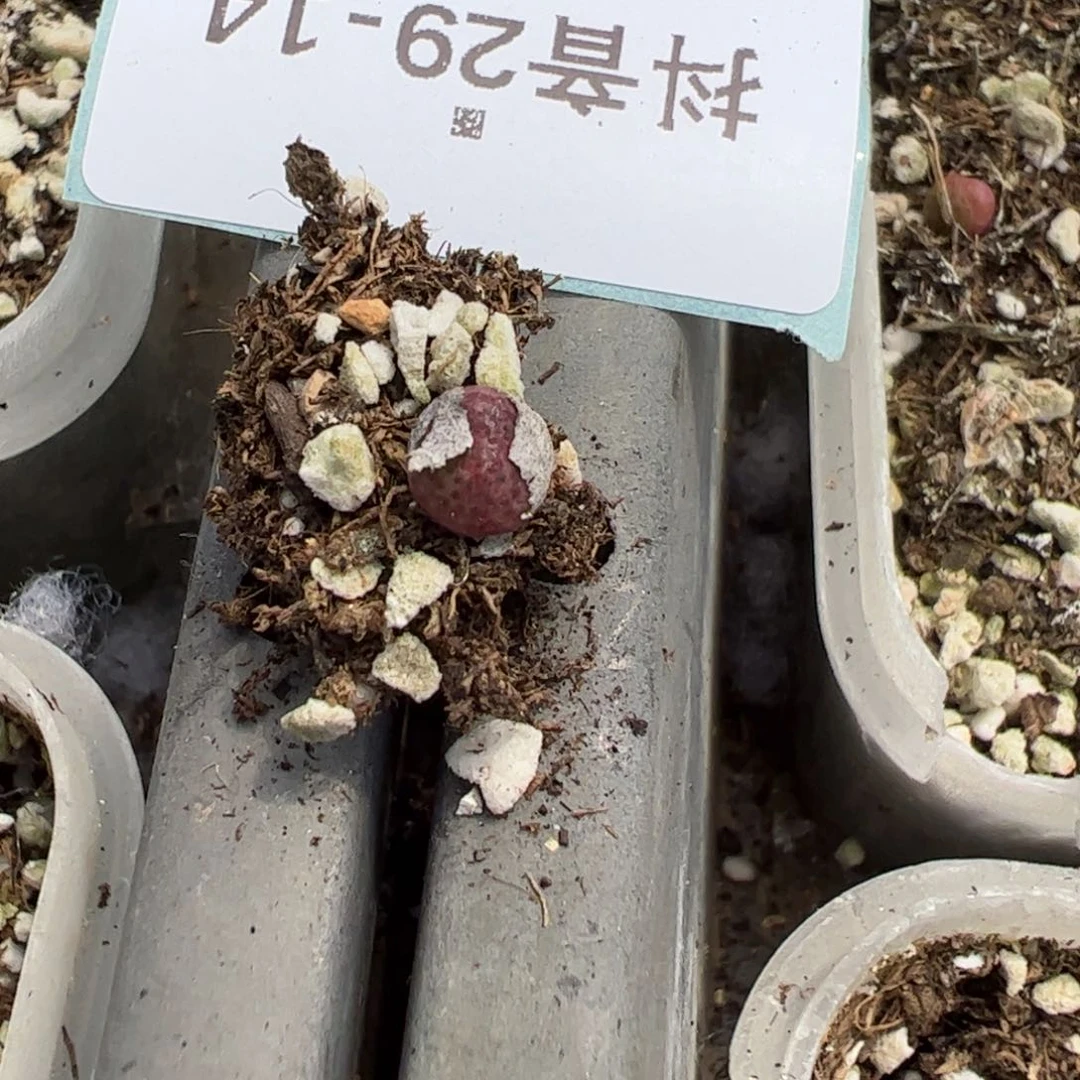 29-14量拍园艺955d斑马一颗