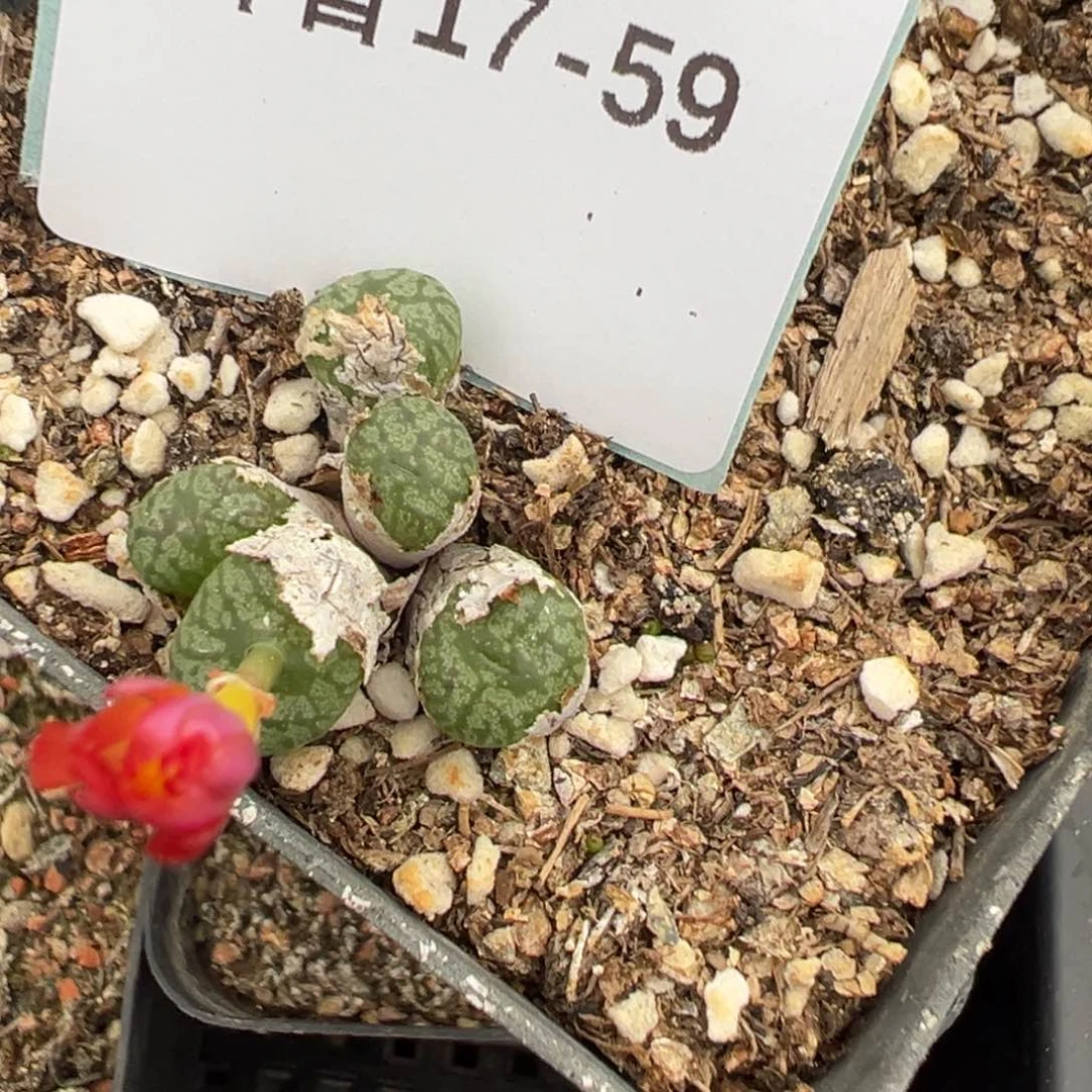 17-59送奶工杂多肉植物