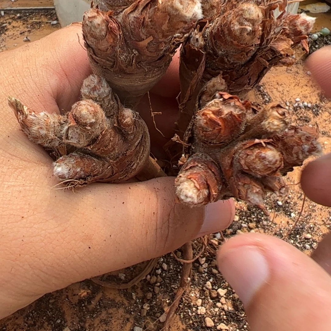 21-152量拍羽叶洋葵一颗