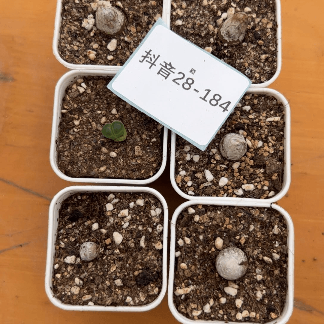 28-184量拍肉锥一盆