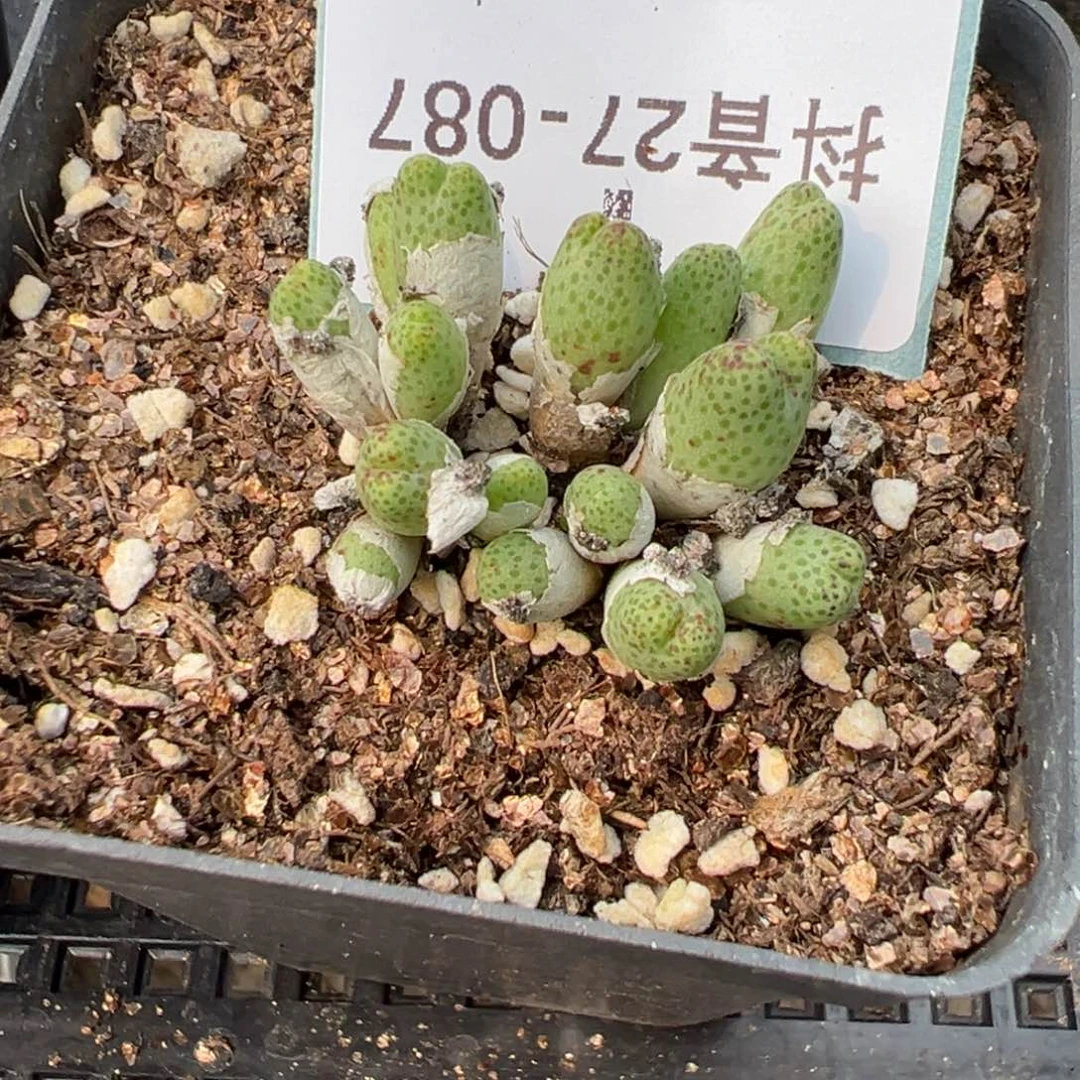 27-87草莓斑马多肉植物
