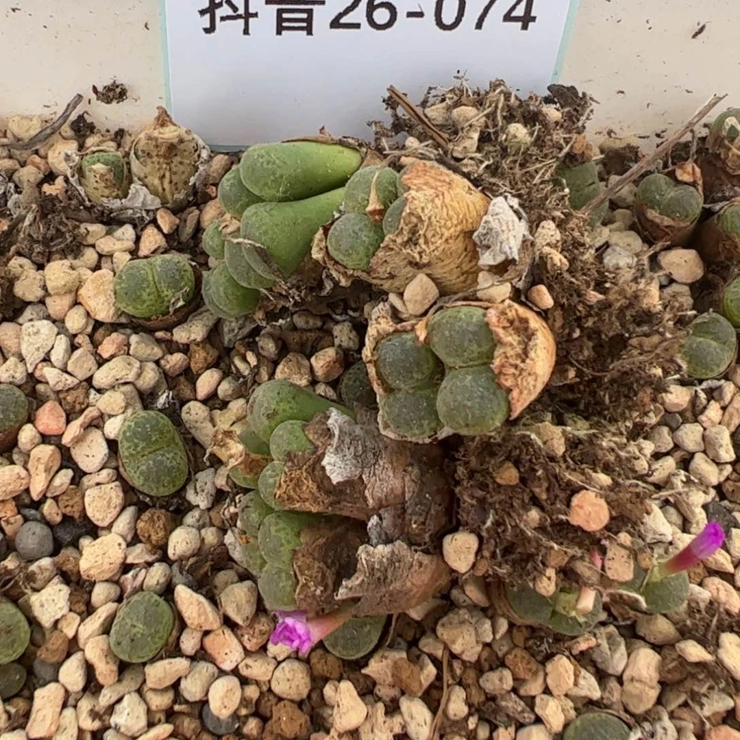26-74量拍群生流苏玉一颗