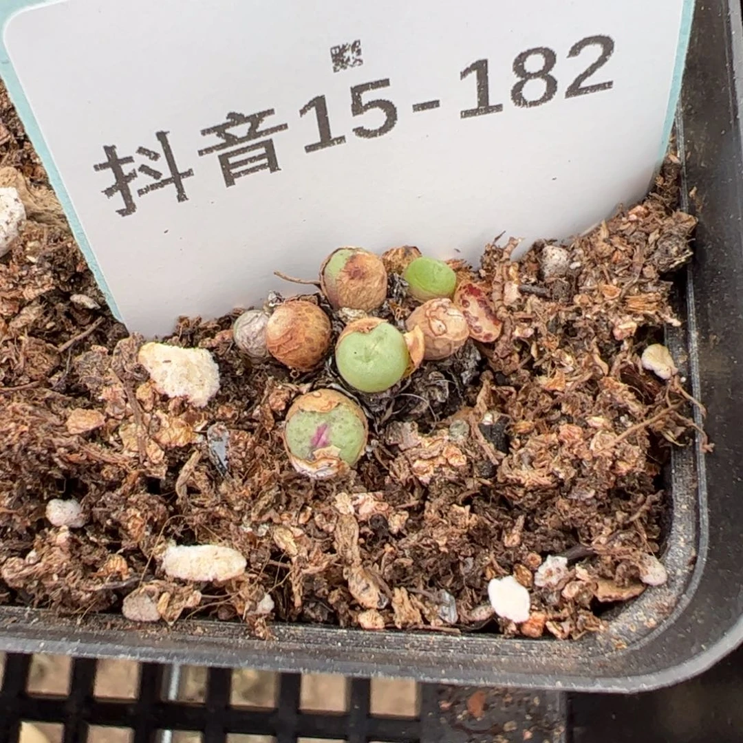 15-182 1380b小红嘴多肉植物