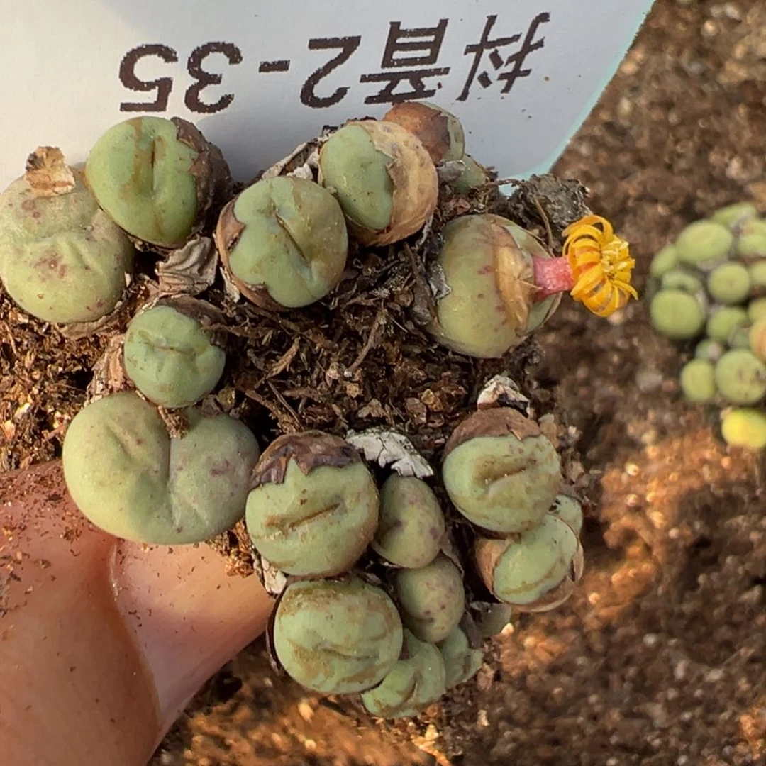 2-35小红嘴多肉植物，