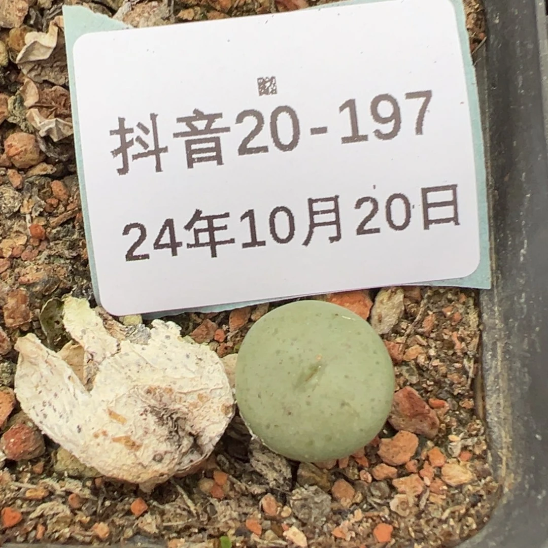 20-197肉锥多肉植物