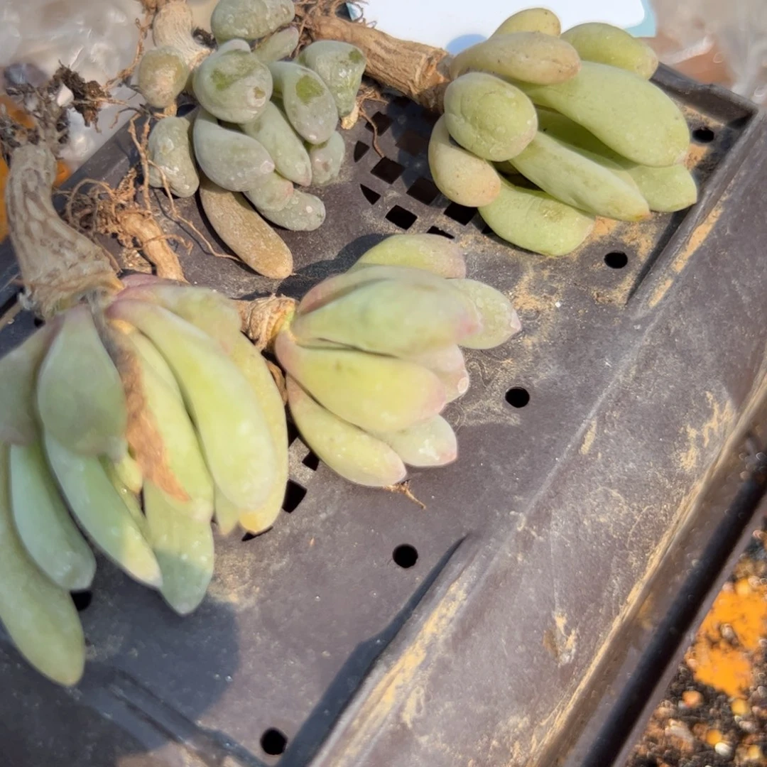 30-19量拍卡拉菲一颗