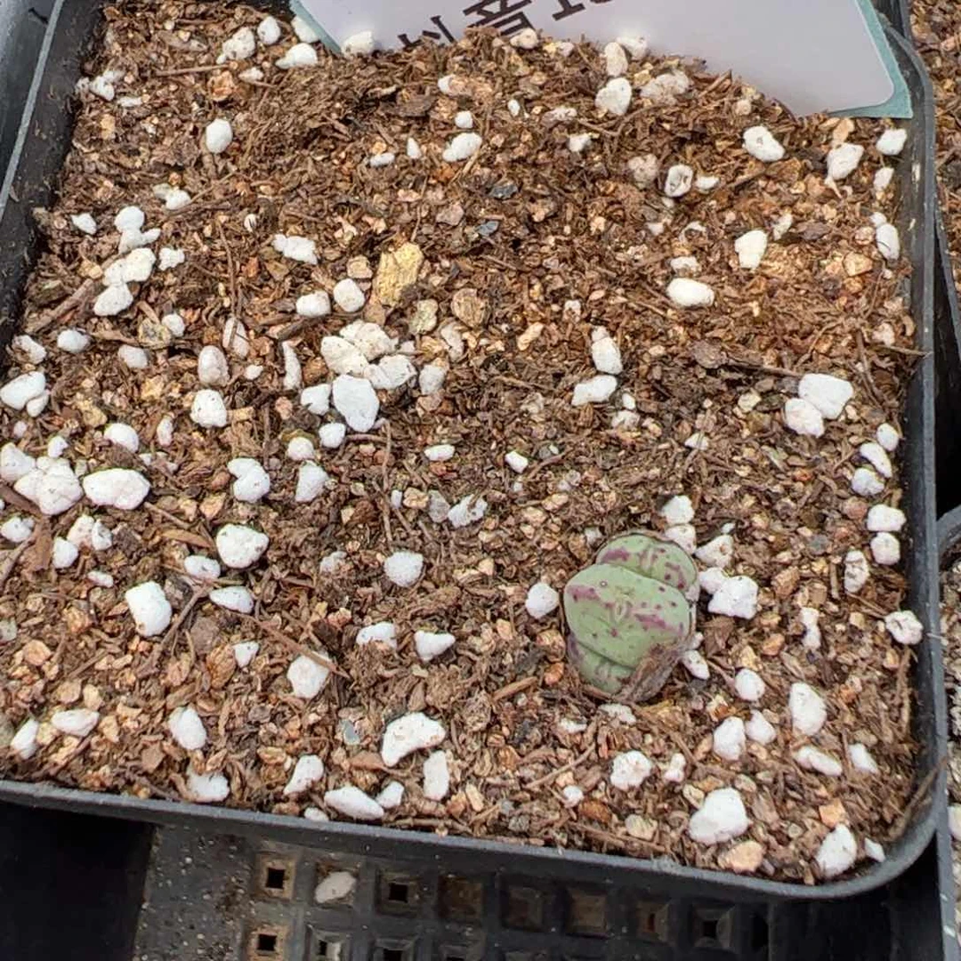 19-44多肉植物，。？？