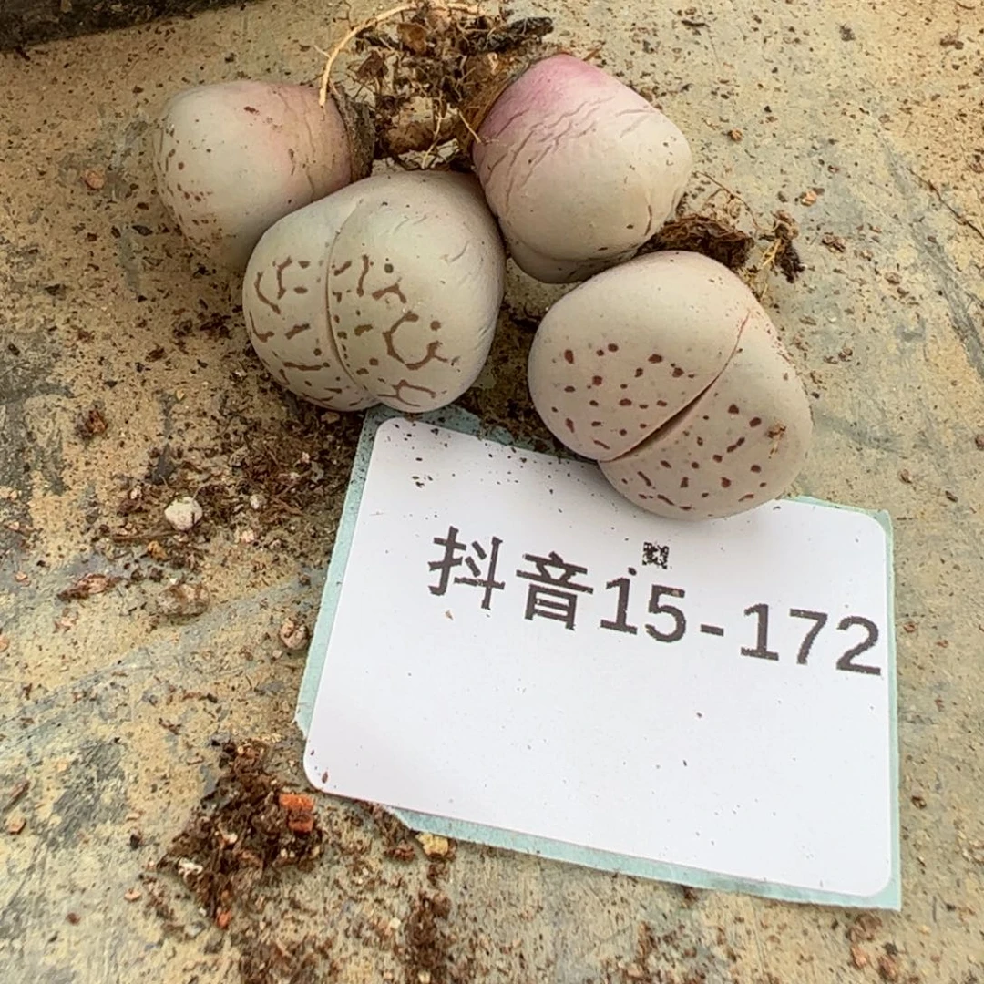 15-172大白多肉植物，。