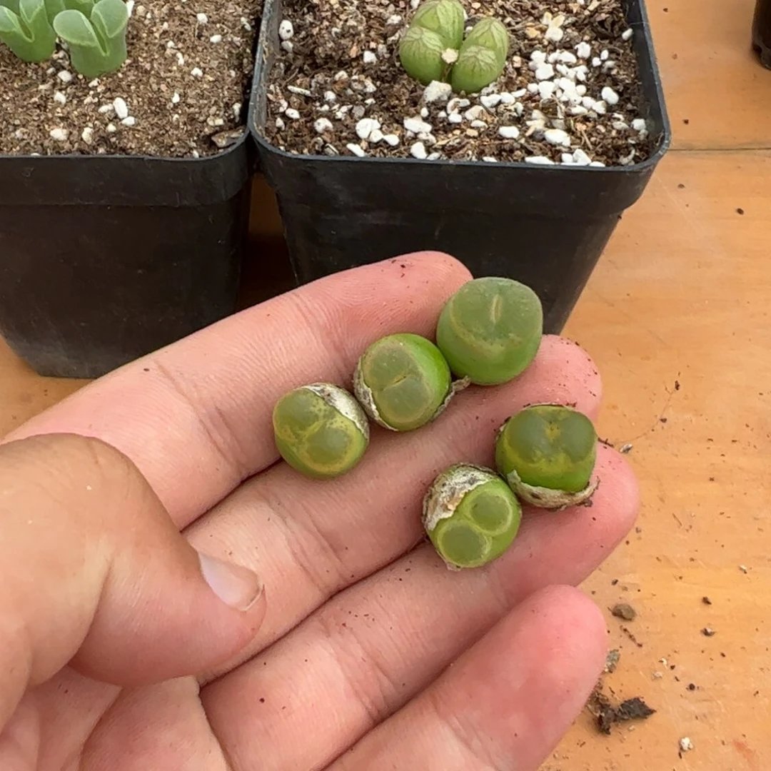 30-181量拍o泡5颗