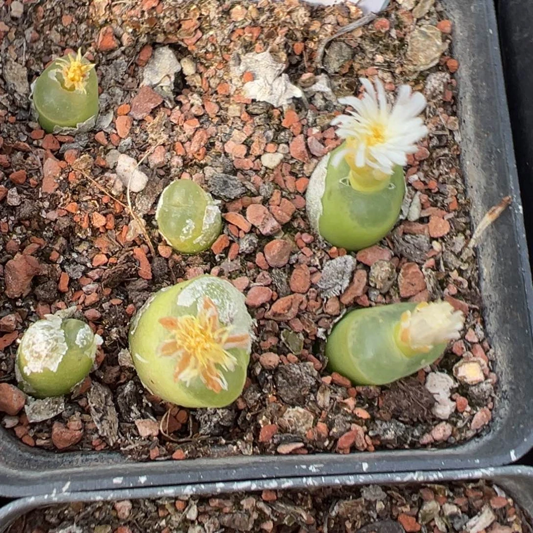 31-156肉锥多肉植物