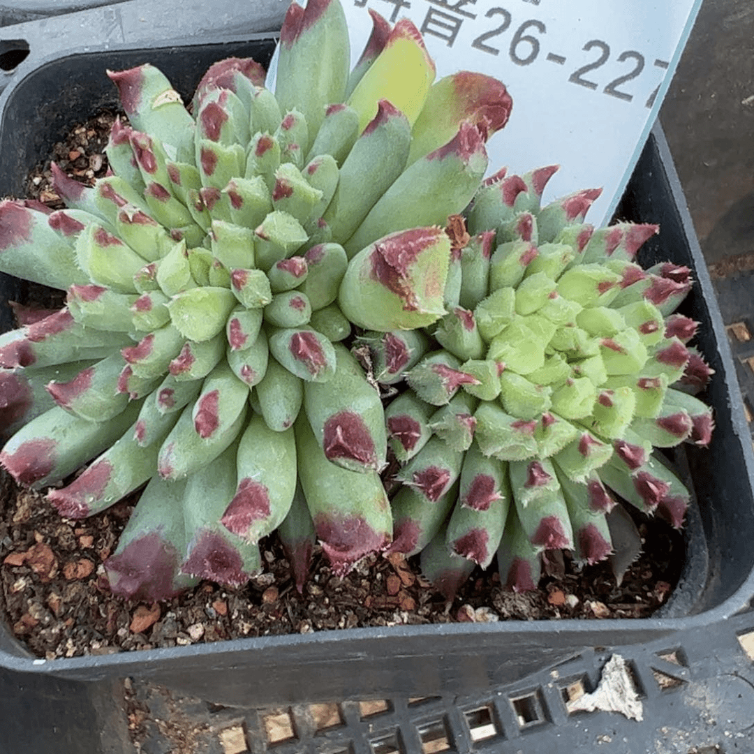 26-227肉锥多肉植物，
