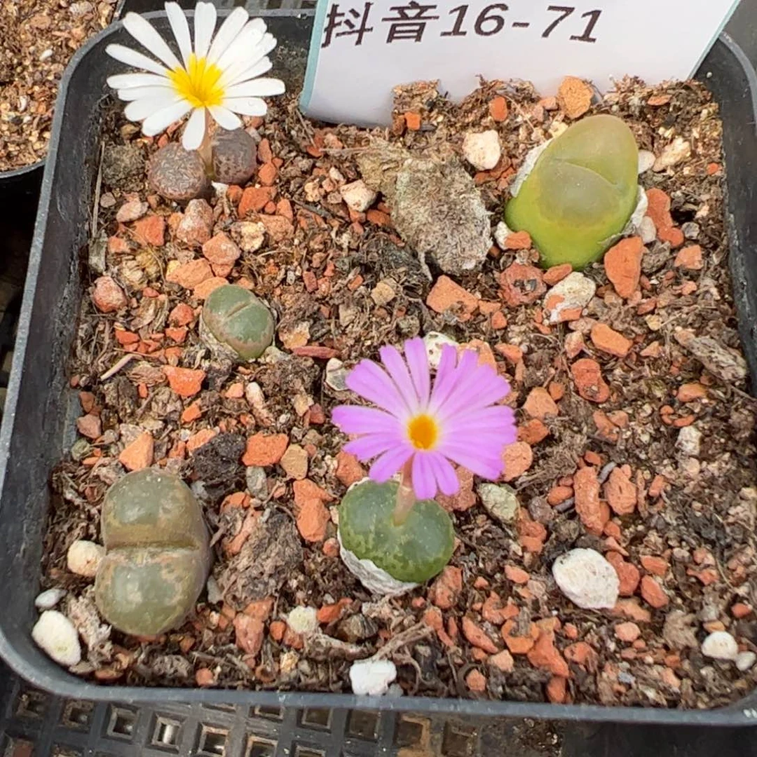 16-71多肉植物，现在。