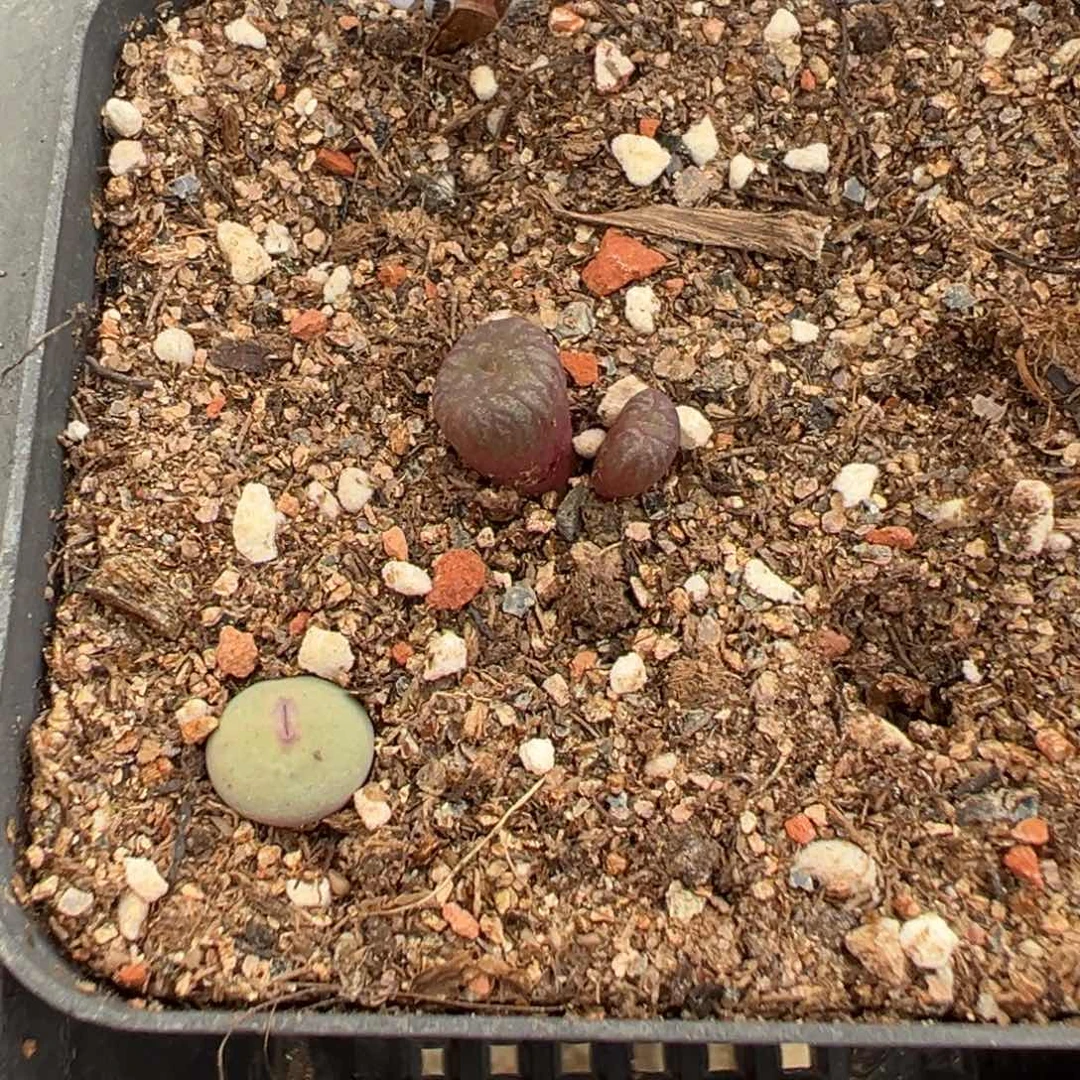 7-22肉锥多肉植物，