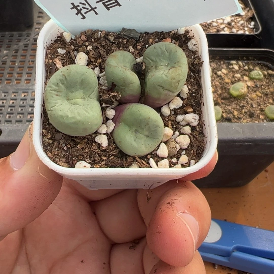 7-124韩系大型小红嘴多肉植物